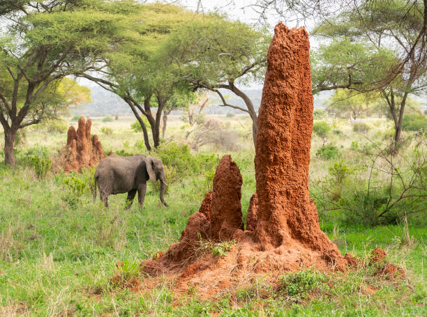 S&rsquo;inspirer du Vivant #1 : Les termites et la stigmergie